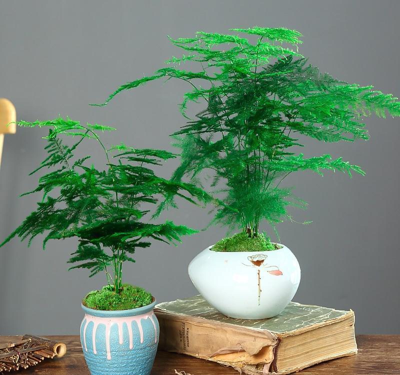 17大吉祥花,客厅有空间一定要养上一盆,好看又好养,养人又旺家