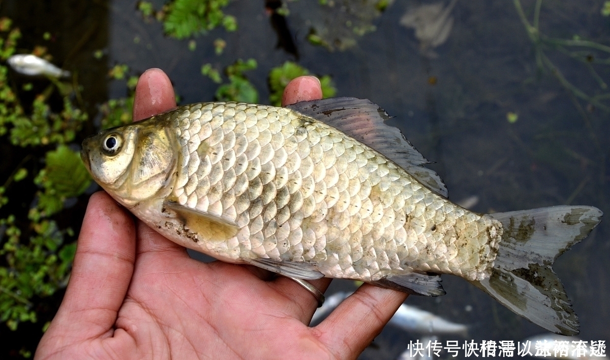 钓鲫鱼：搓饵改为拉饵，有人讲需要上推浮漂10CM，有毛病吗？