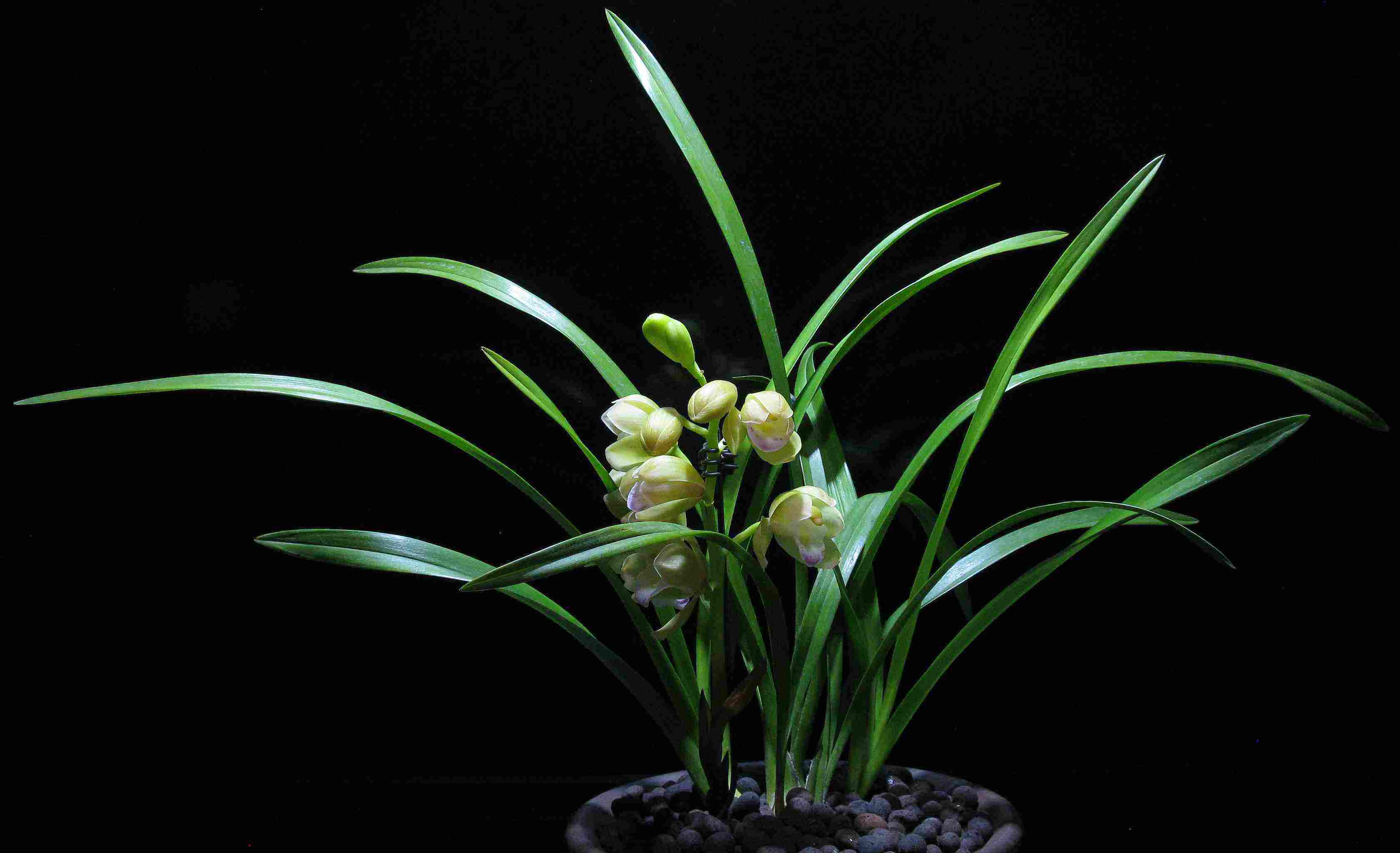 养兰花时,浇水后多“走1步”,兰花不再黄叶,反而新叶爆满盆