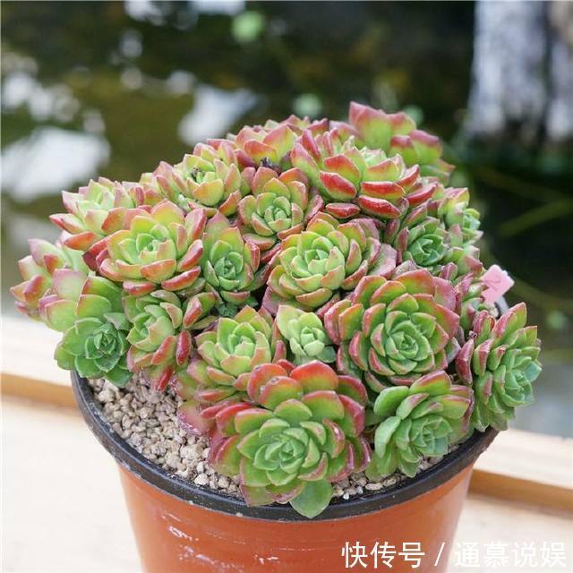 多肉不能随便养,挑这3个品种,三五年成老桩,价值涨了不少