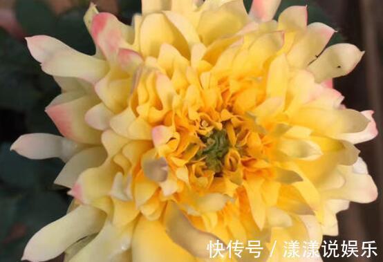 品种|喜好养花不妨选“它”开花似菊花，花朵小巧微卷，可爱能盆栽
