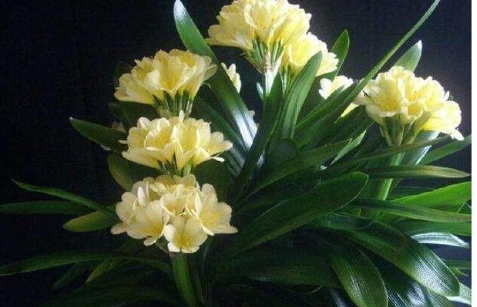 君子兰不见长、不开花“2种料”扔盆里,新芽多,一年开花2次