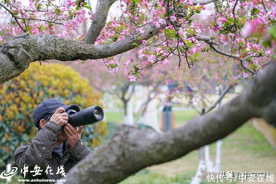 合肥迎惊蛰节气 杏花公园春和景明(组图)