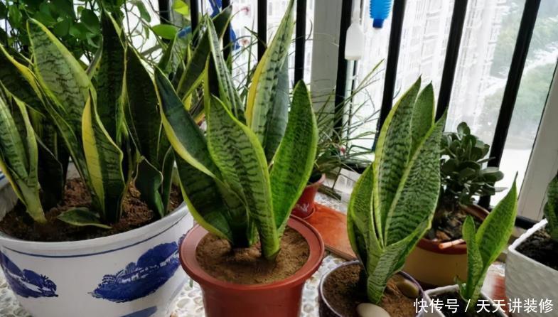 花土|新人养花容易出问题,不如盆栽虎皮兰,注意4点,好活漂亮