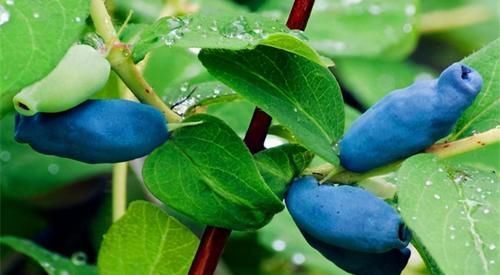 氨基苯甲酸|人到中年想长寿，常吃3种食物，补血益气，延缓衰老，营养又瘦身