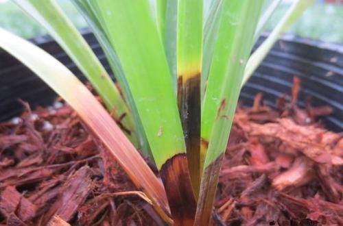  放在|兰花出现这种现象，放在冰箱里冻一冻，来年就能发芽，比生根粉强