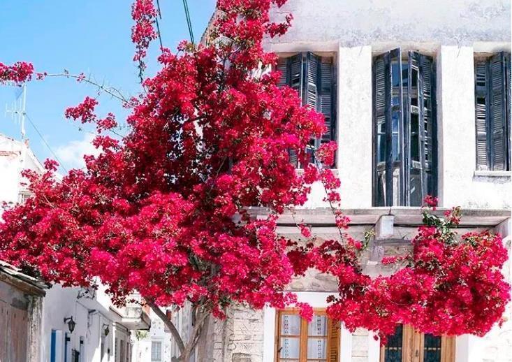 兰花|6种北方不适合养的花卉,技术不到位容易死,非高手就不要考虑了