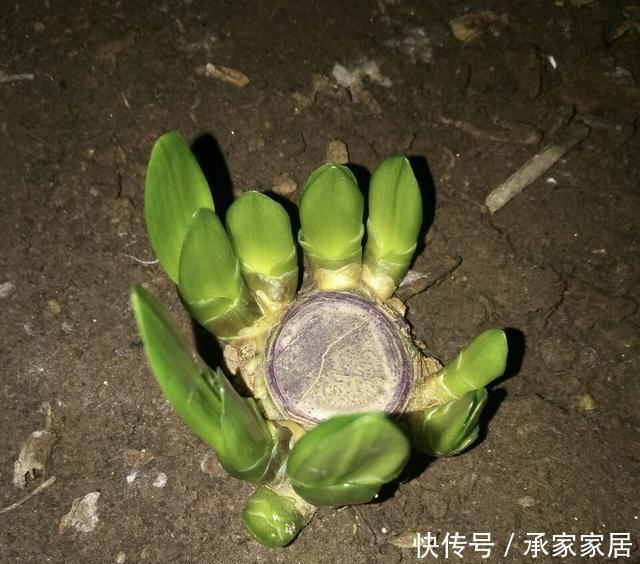 李大姐养君子兰,开春切一刀,养60天,冒出9个芽,要爆盆了