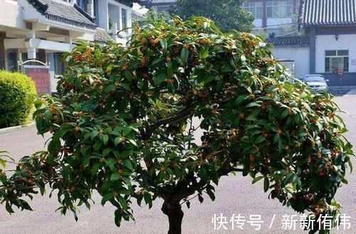 家中有3种花卉盆栽,趁早搬到阳台上晒一晒,枝叶越长越旺盛