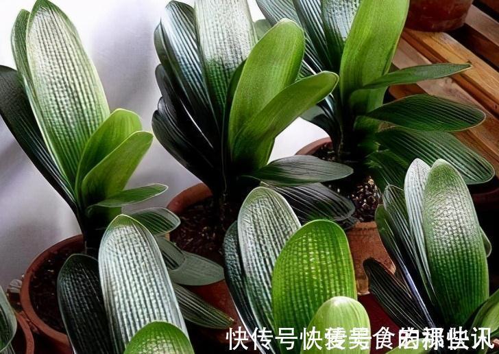 腐熟|君子兰容易饿,盆里用3种肥,根系壮,片油绿,开花旺