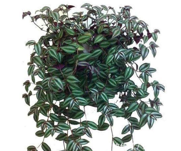 瀑布|常见的八种花离开地面养,开花成瀑布,迅速长爆盆,十分出众