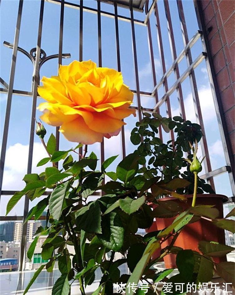 阳台如何养好月季,了解这些规则,新手也能养爆花