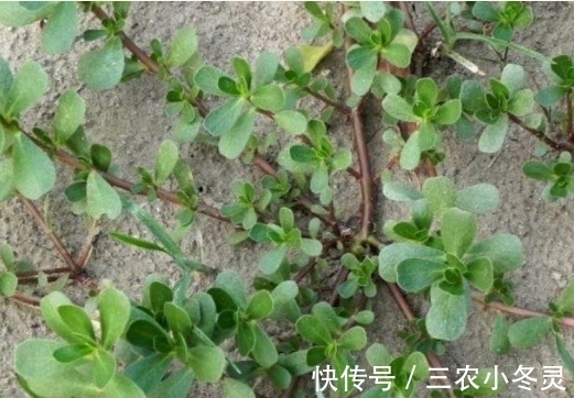 野菜|农村最常见的三种野菜,8090都吃过,城里人没吃过!