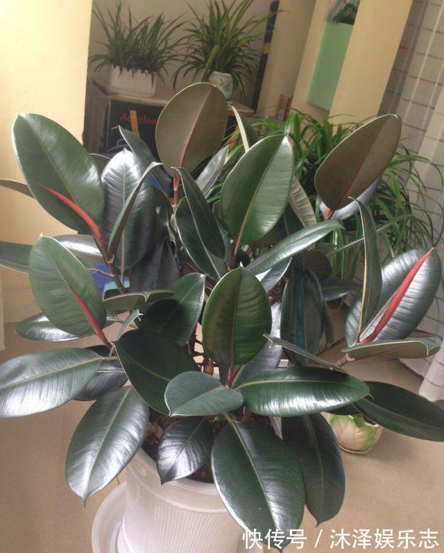 无花果|路边遇到4种花,别放过,掰个枝子长一盆!观叶赏花又好吃