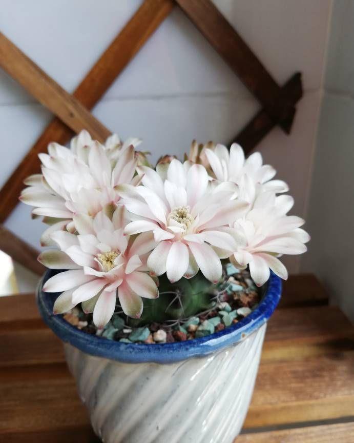 太美|此4种花,一年多次开花,漂亮又好养,太美了