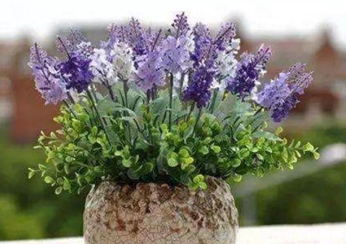 4種富貴花,個個美出狀態(tài),花朵迷人美極了