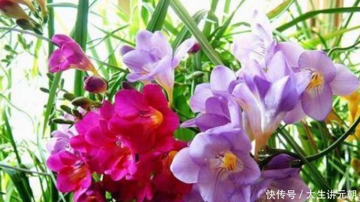 花朵|家里就养4种花,妖艳妖娆,层层交叠,烂漫迷人眼