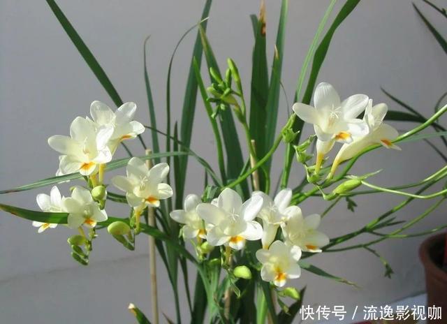 比”香水“还香的4种花,没有香水那般浓郁,散发出一种“清香”