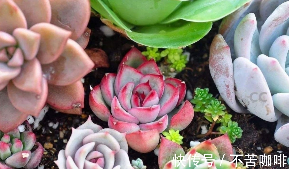 天冷抓紧时间赶制这3样养花肥，正好臭味小，方便来年开春用