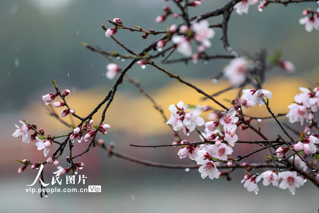 江苏扬州：烟雨瘦西湖