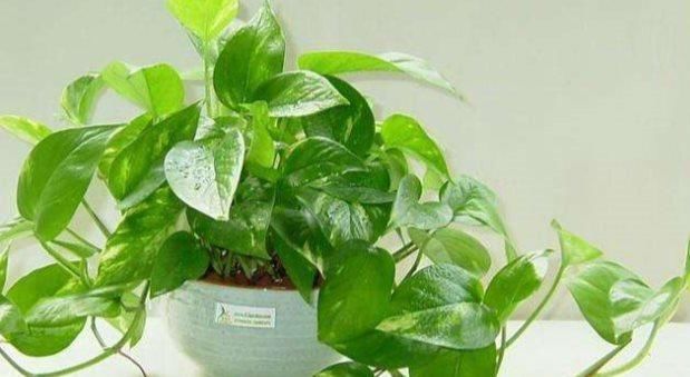 家里的绿萝烂根了,教你几个小技巧,按照我说的来,20天就恢复
