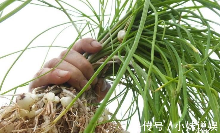 野蒜|农村这种野菜用肉都不换，营养价值高，而且很珍贵！