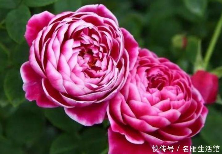 4种花最适合冬天养,浇水点就疯长,开花漂亮,人见人爱