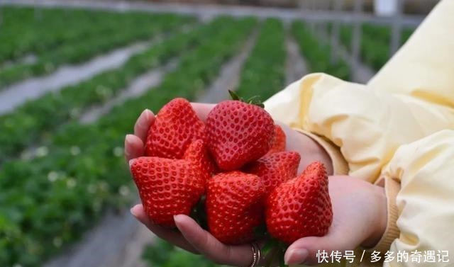  瓜果|瓜果飘香｜太甜！如果凉山的冬天有味道，一定是草莓味的~