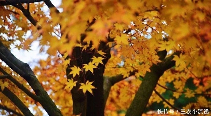 中年|湖南8个景区排行榜 百龙天梯 张家界玻璃桥上榜