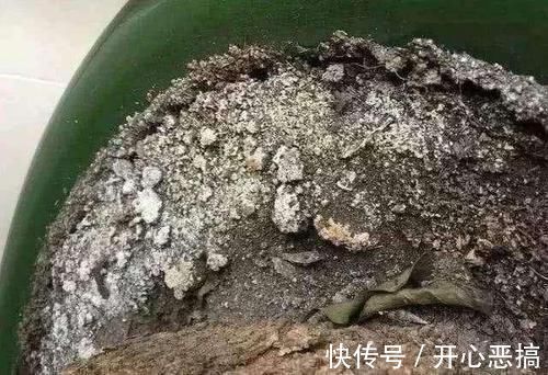 花盆里出现“这东西”,马上换盆吧,不然“离烂根”不远了