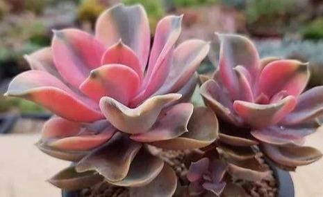休眠期|立秋之后,4步轻轻叫醒“休眠”的花,缓过劲来猛长芽