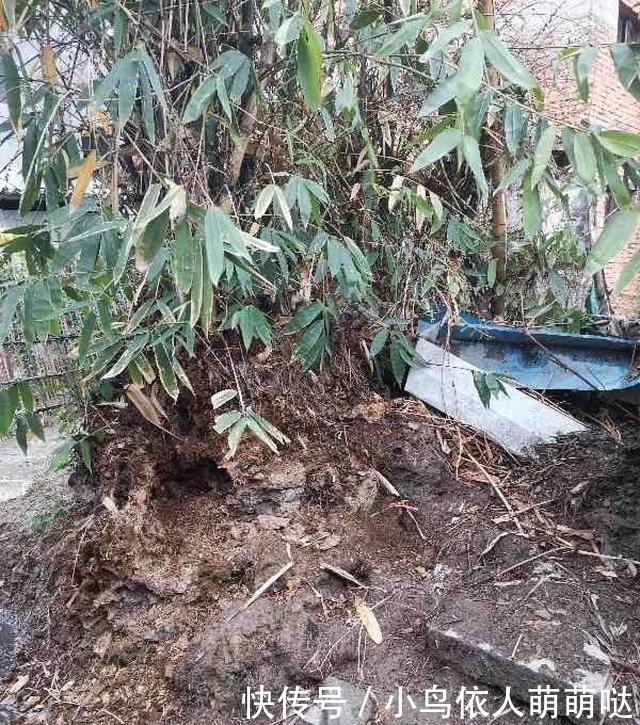 农村大哥,专门挖这种土养花,不花钱开花真旺