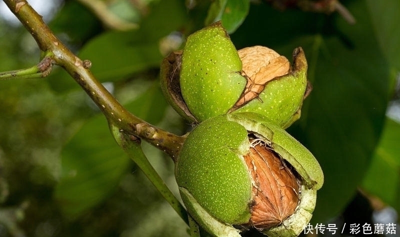 核桃|涨知识：核桃和此物一起煮，失眠跑了，白发变黑发，肾更健康了