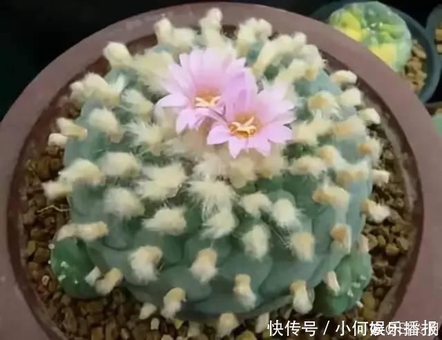 桂花|公认难养的20种花，养一盆死一盆，下次还敢买