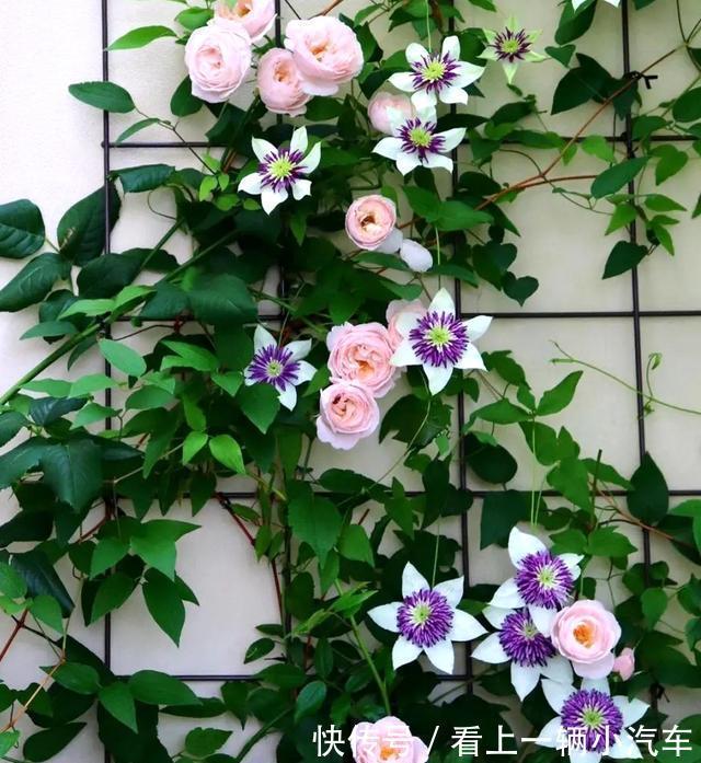 6种富贵花,冬天爱“装死”,好好“伺候着”,来年繁花多几倍