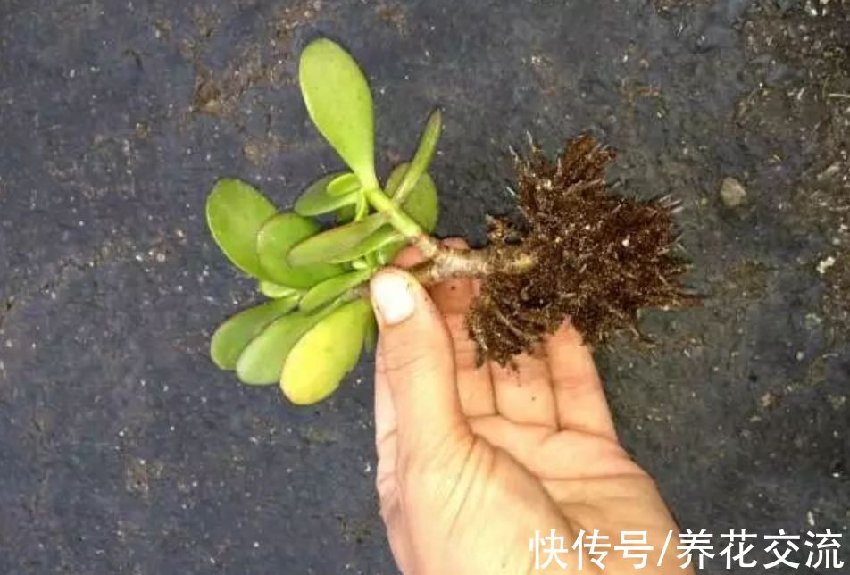 适合新手操作的3种繁殖多肉技巧，在秋季繁殖成功率更高