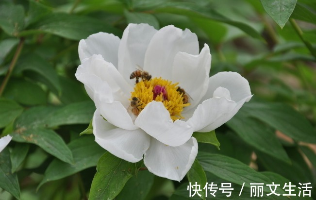 老公|最擅长放养老公的四大生肖女,遇见了请珍惜