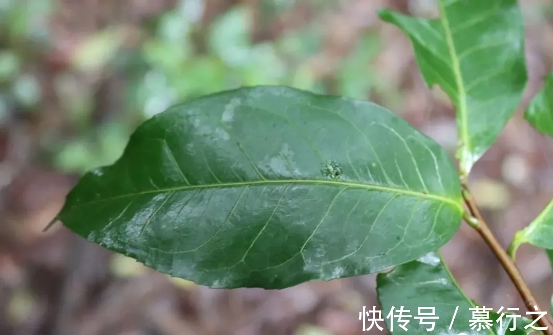 双江县|走进临沧茶区！勐库十八寨，你都知道吗？冰岛茶为何能名震茶界