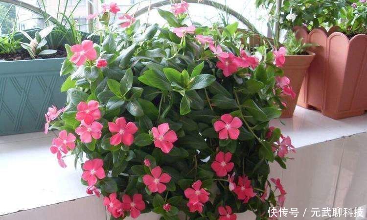 花期|花期超长的10种花，养一盆全年都有花看