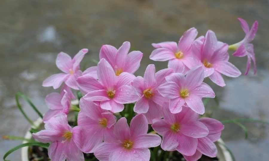 风雨兰风雨兰|集美貌与好养于一身的“3种花”,不怕高温暴晒,三天两头开花