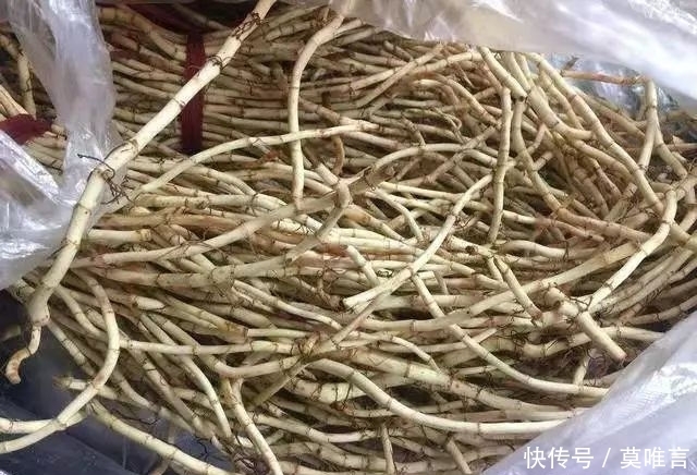 农村|农村一种野菜,生长在冬季,多数人不喜欢吃,却是农村人的最爱!