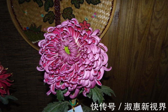 国华开运|喜欢菊花，不如养盆卓越名菊“国华开运”，高贵优雅，寓意极好！