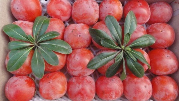 补血活血|女人最好的零食,不想老太快秋后多吃,补血活血,保持健康好气色