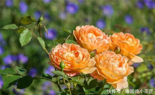 季秋季修剪|超实用的月季花,秋季修剪、促花小技巧