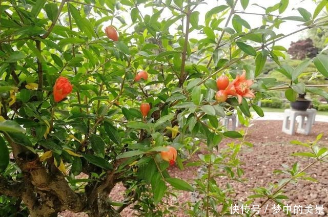 百年石榴盆景今又盛放