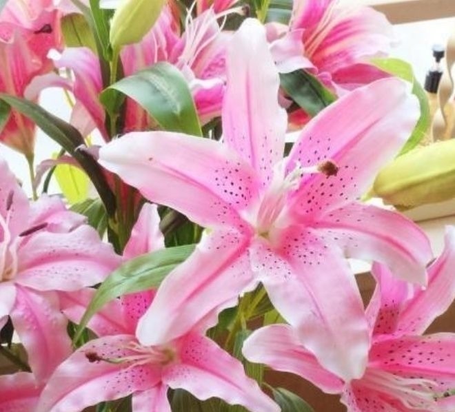 这几款植物养在家里,一年四季开花不断,花大色艳很漂亮