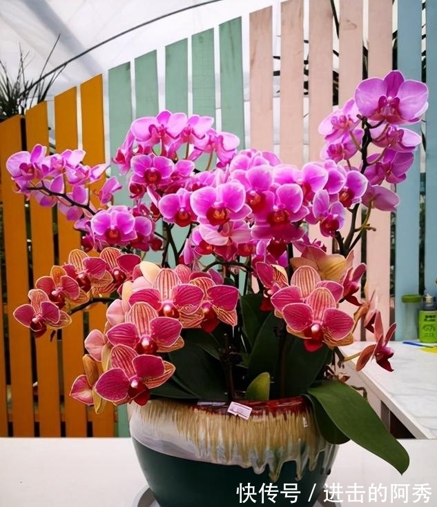 20种“坑人花”,真的很难养,没有三五年的养花经验,别入坑