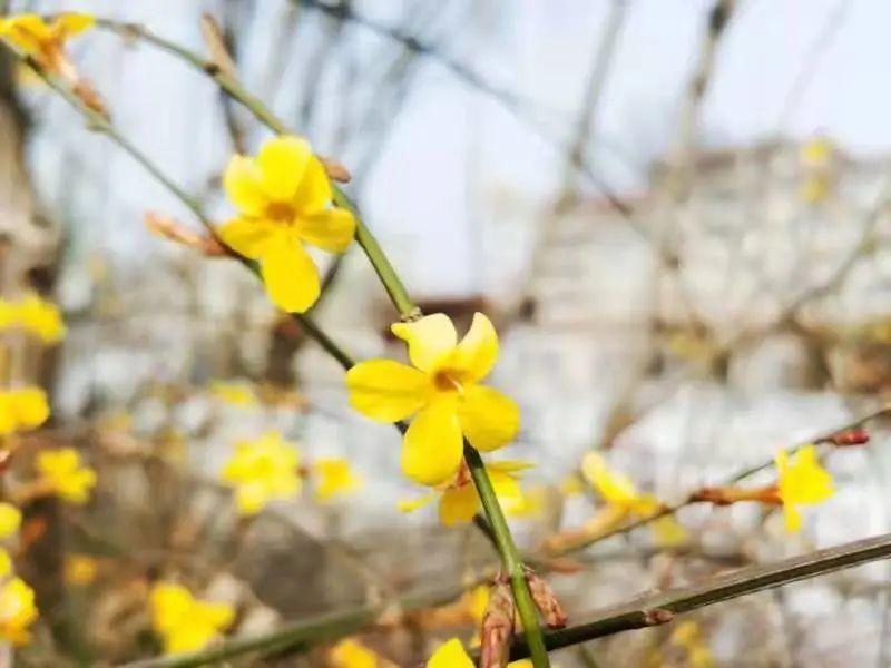 是的，花开了！