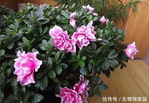 杜鹃花|3种花再喜欢,也别轻易买,虽然很漂亮,但能“养活”的人不多