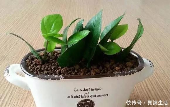 养花|养花爱好者看过来这15种花现在“扦插”,生根快,一个周就长芽